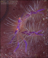   Colourful Character Hairy Squat Lobster Nikon D2x 105mm lens F32 1160th manual exposure Sabah Borneo. 1/160th 160th Borneo  